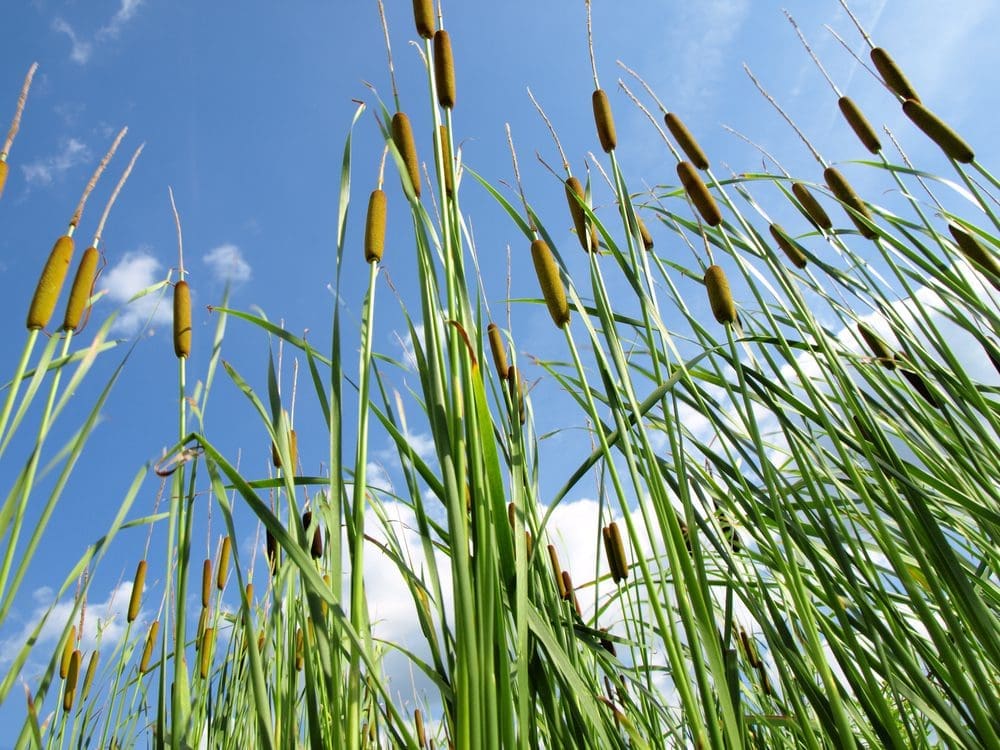 Cattails,And,Reeds