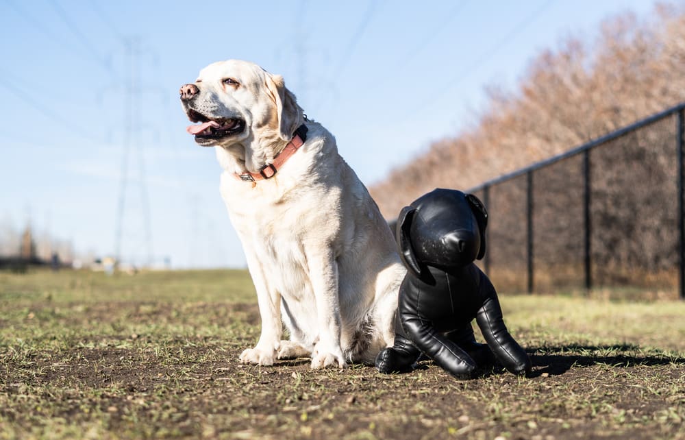 Chestermere Dog Park