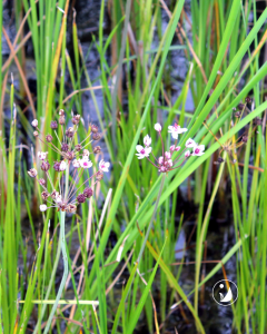 Flowering Rush Identification