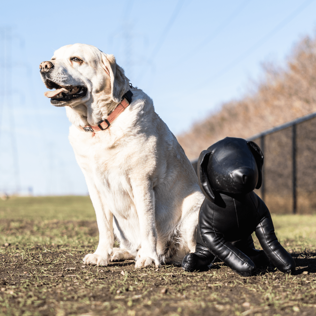 Chestermere Dog Licenses