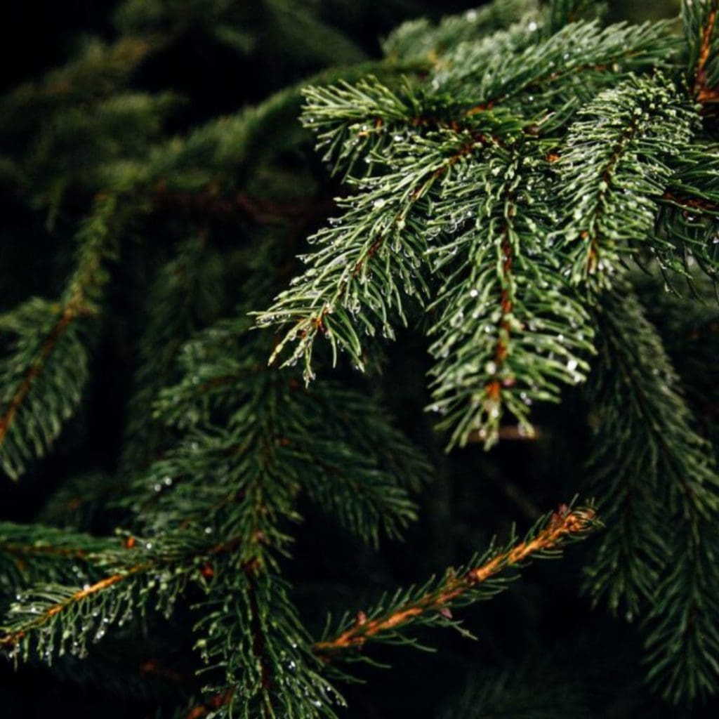 Chestermere christmas tree removal