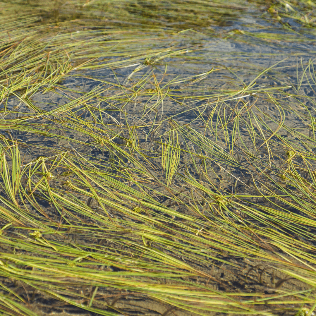 Chestermere Lake Weed