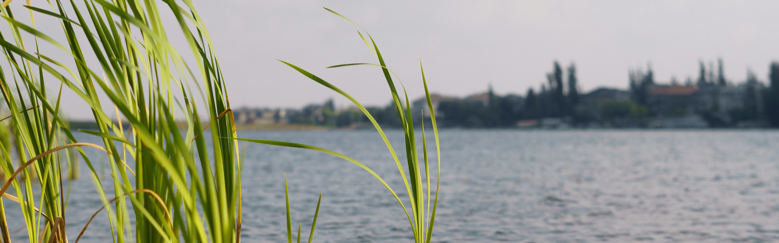 Chestermere Lake Weed