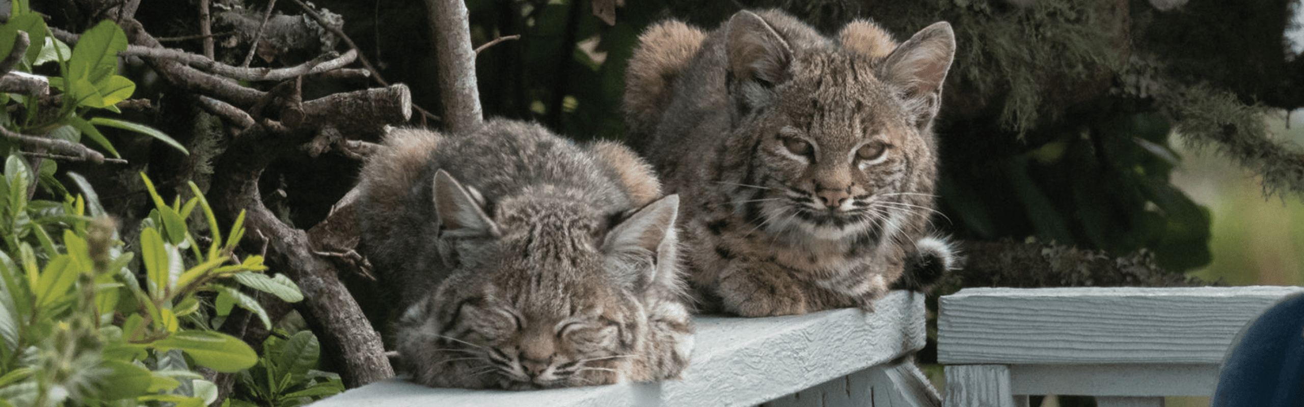 Two bobcats are seen resting atop a wooden fence