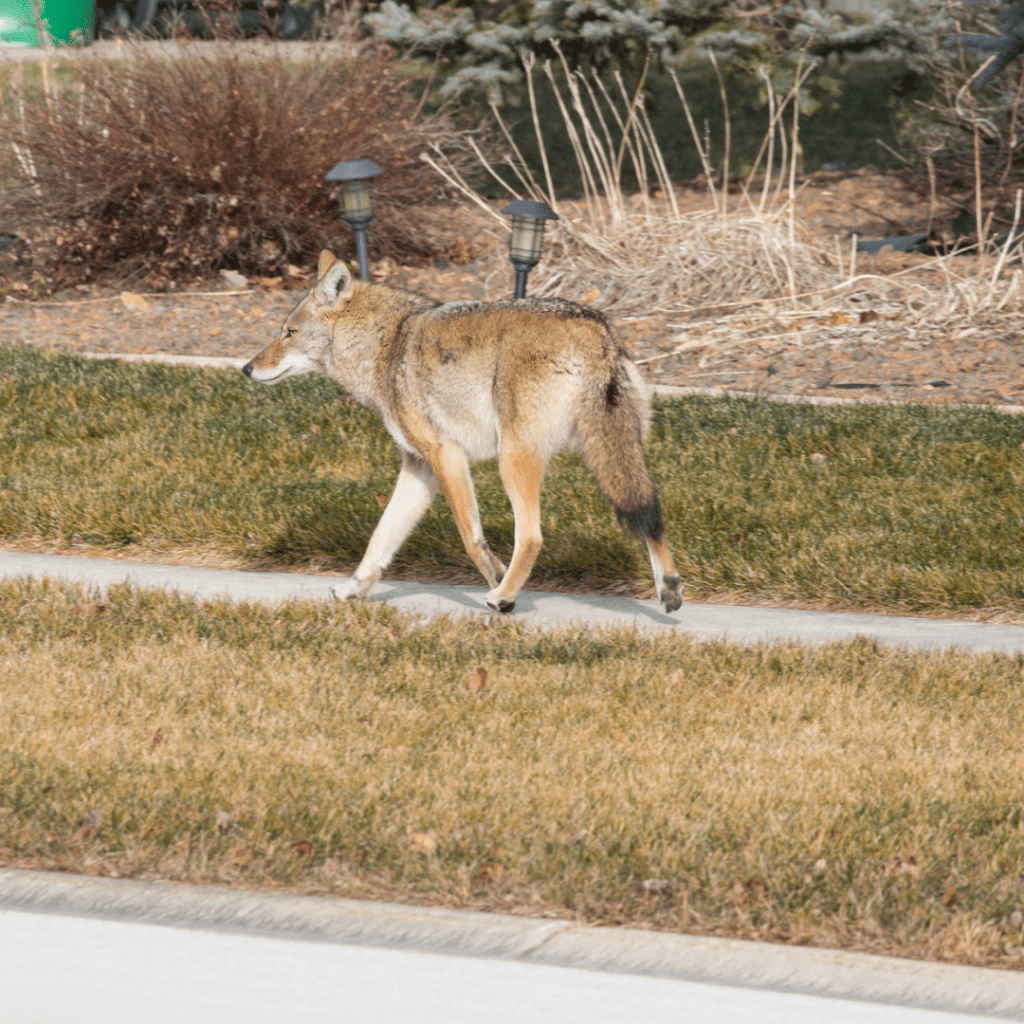 a coyote walks through a neighbourhood, on a sidewalk
