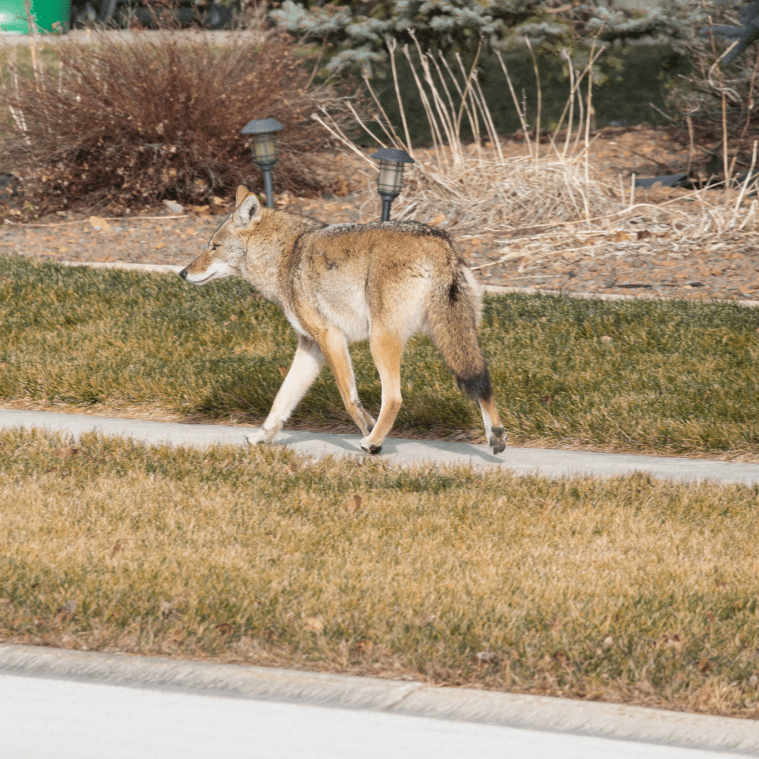 a coyote walks through a neighbourhood, on a sidewalk