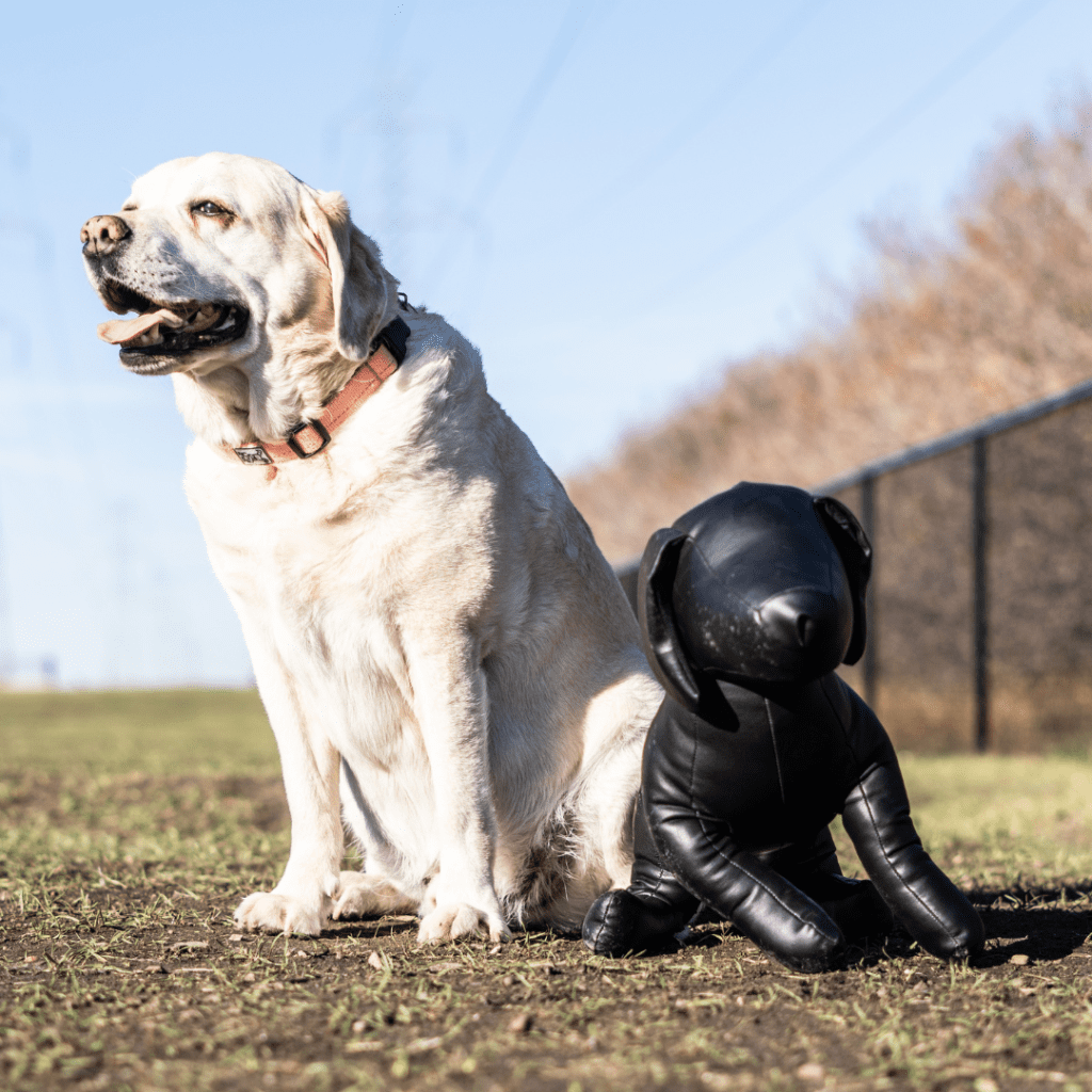 A cute pup enjoying the outdoors at the Steve King Dog Park