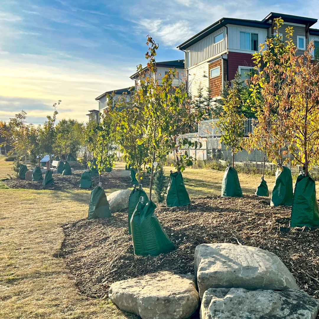 A photo of the trees planted as part of a previous birth forest, located along the Western Headworks Pathway